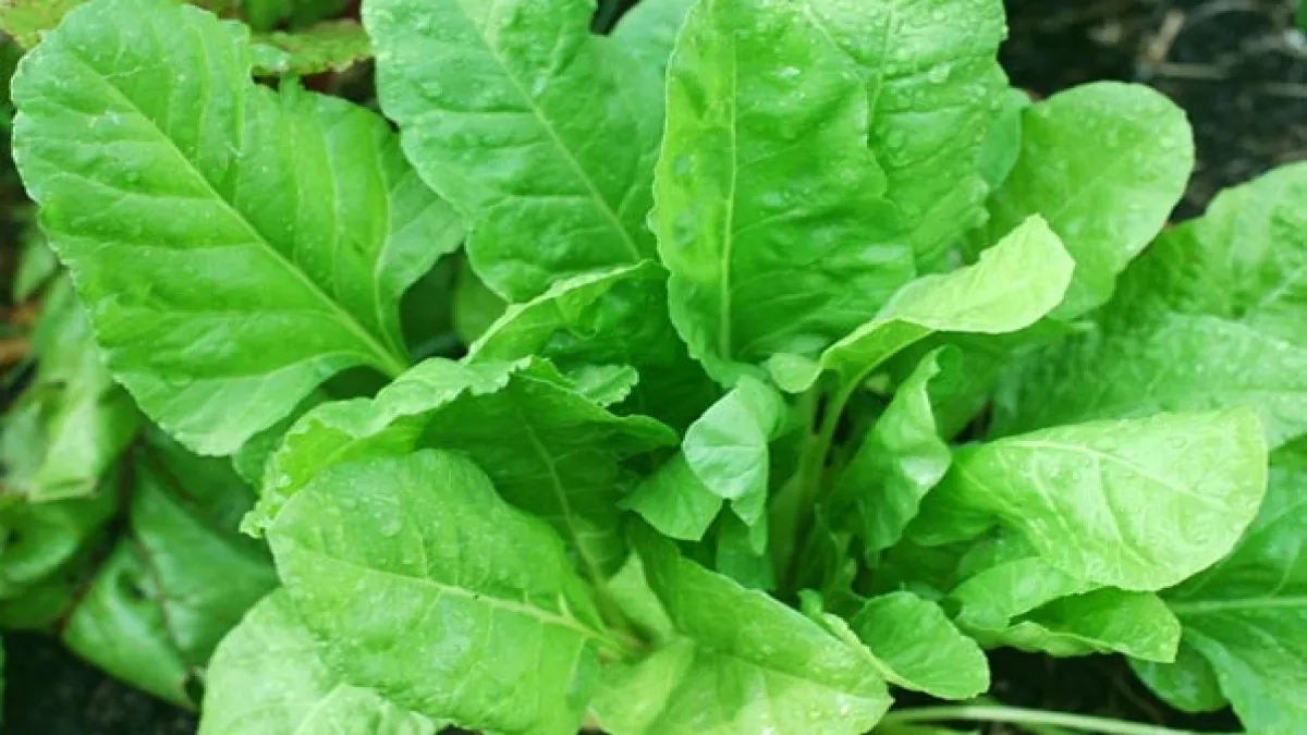 Benefits of Spinach हर समस्या का हल इस एक सुपरफूड में है!