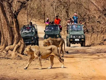 Gir National Park - Home Of Asian Lion