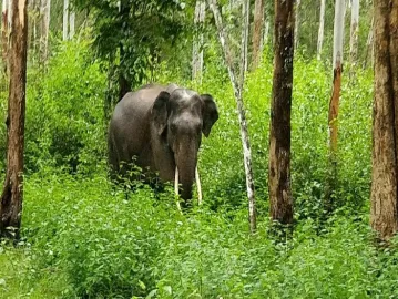 Wayanad Wildlife Sanctuary Precious Treasure Of Nature