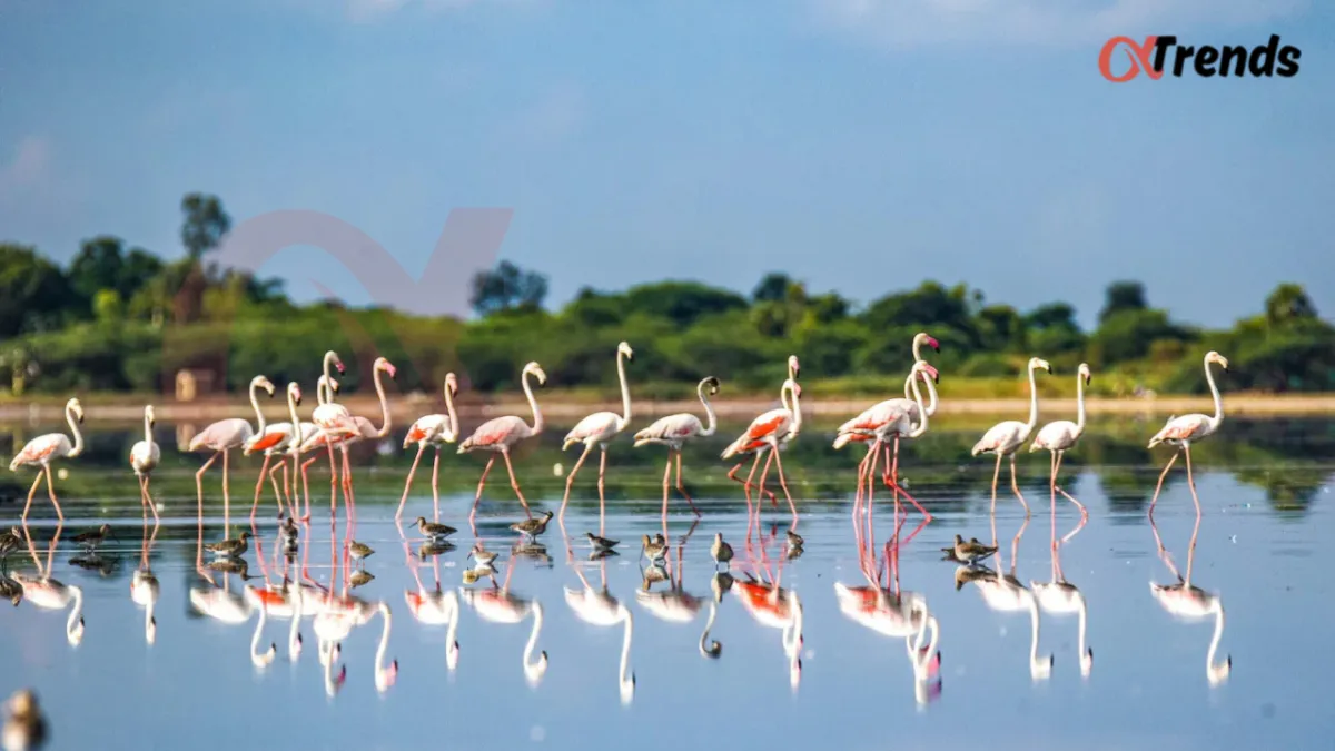 Pulikat Lake Indias Second Largest Lagoon Lake