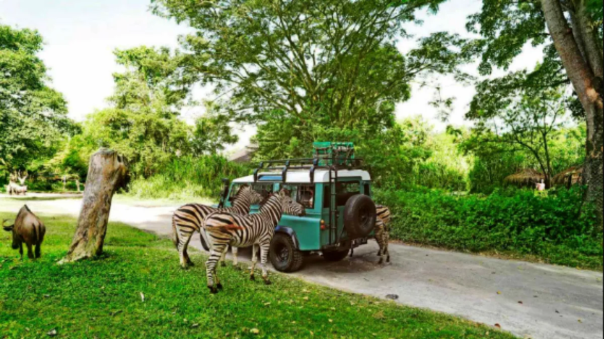 Bali Safari Park Unique Experience Of An Exciting Jungle Safari