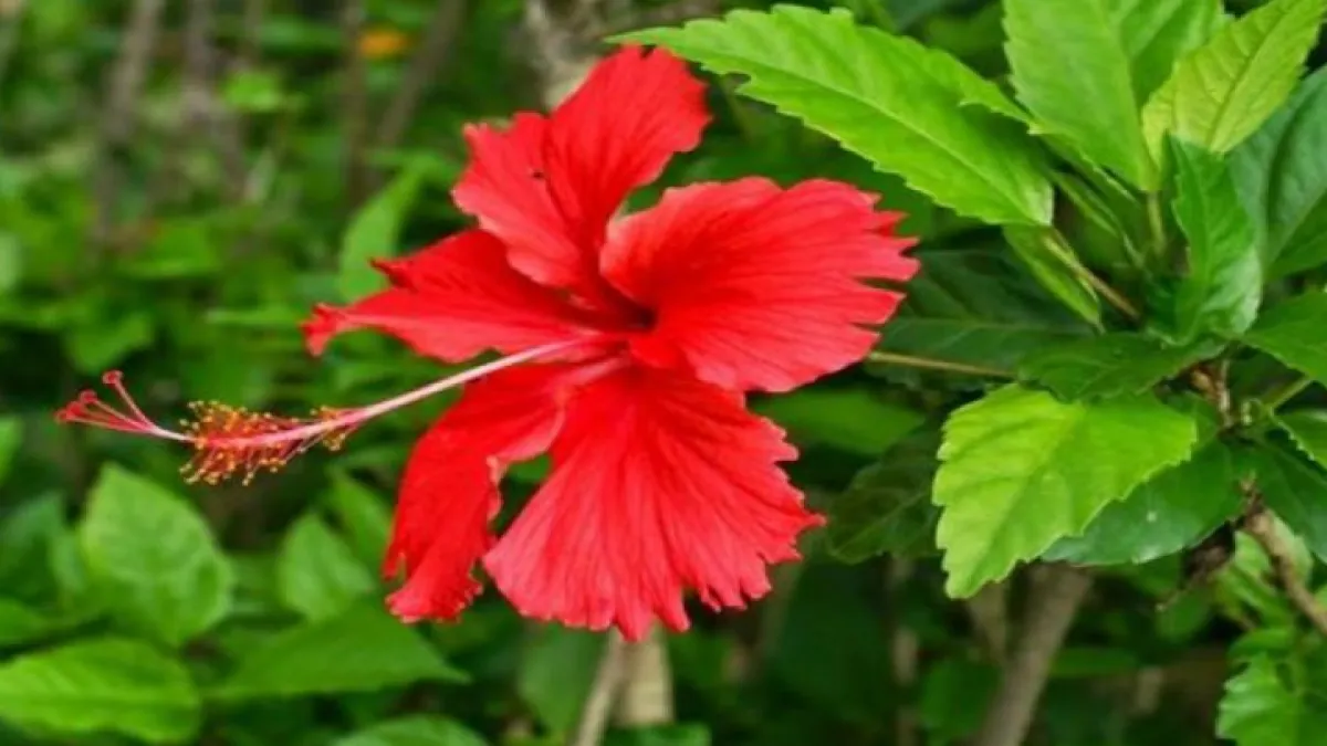 Hibiscus गुड़हल के औषधीय गुण, फायदे और सावधानियाँ