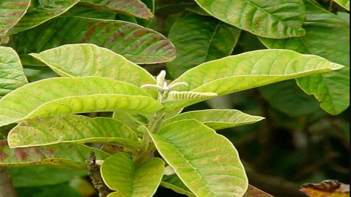 Guava Leaves अमरूद की पत्तियाँ स्वास्थ्य का अनमोल खजाना